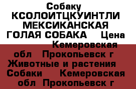 Собаку  КСОЛОИТЦКУИНТЛИ МЕКСИКАНСКАЯ ГОЛАЯ СОБАКА  › Цена ­ 15 000 - Кемеровская обл., Прокопьевск г. Животные и растения » Собаки   . Кемеровская обл.,Прокопьевск г.